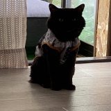 今日もステロイド、交換頑張りました もうね、交換の方がラクだわ！ってくらいステロイドが大変(\u2718д\u2718๑;) &sup3;₃ バスタオルでグルグル巻きにされてシャーシャー言いながら頑張ってます あと5回！！頑張れー  #保護猫  #やけど  #治療中