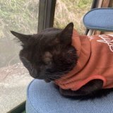 今日も交換、ステロイド頑張りました 薬が苦くて苦くてまだお薬口に入ってないのにヨダレがだらだら早く投薬終わりたいねぇ 次からは2日に1回になるはず！！ 昨日の夕方頃少し軟便だったけど夜は正常だったので大丈夫かな？今日もよく食べますように  #保護猫  #やけど  #治療中