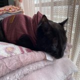 今日も頑張りました ステロイドあと6回飲めば終わりだよー！と毎日カウントダウンしながら頑張ってます んー！んーー！！！ って飲ます前から声出すから可哀想すぎて早く終わらないかな 朝のは正常夜のカリカリも完食に近いくらい食べてくれてました  #保護猫  #やけど  #治療中