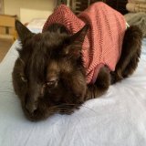 今日も交換、ステロイドと朝からたくさん頑張りました 朝方のは軟便(&acute;・&omega;・｀) ステロイド薄くなってからやはり食欲は少し低下した気がする。 そしてまた鼻ぐじゅぐじゅいってる...。 なかなか一気には良くなりませんなぁ  #保護猫  #やけど  #治療中
