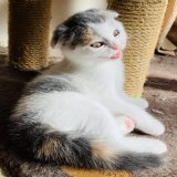 何明日からビールが値上げおい！明日から給料上げろや  #猫 #ビール値上げ