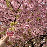 今週2試合もあるのは贅沢  桜どんどん咲いてるところ増えてる  チームラボプラネッツも桜仕様になってました〜(浦和遠征で寄り道⸜(*&acute;꒳`*)⸝)