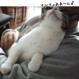 ムツゴロウさんの真似をして ヨシヨシヨシヨシ ワシャワシャワシャと 愛を注ぎ過ぎ この後怒った ちびに鼻を齧られました#ありがとうムツゴロウさん