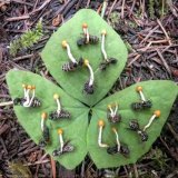 Zombie ant fungus  Ophiocordyceps unilateralis It takes over the mind of an ant causing it to climb up a branch and cling to the underside of a leaf before mummification Once in place the mushroom like fruiting body of the cordyceps sprouts from the 