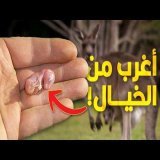 لو عرفت ده إيه تبقى عبقري.. حيوانات أشكالها عجيبة وهي صغيرة!