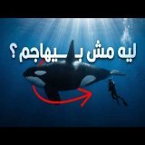 ليه حيتان الأوركا المرعبة بترفض تماماً تاكل أي إنسان؟