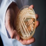 The CDC has called Candida auris an "urgent threat" because it is often multidrug-resistant, easily spreads through health care facilities and can cause deadly disease.