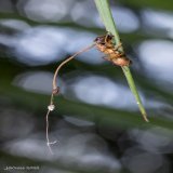 Zombies are real! (sort of) When Ophiocordyceps fungus infects an ant, fungal cells infiltrate its body. The fungus drives the ant to climb and lock its jaws on a plant stem. The fungus later emerges from the ant's head, dropping spores on unsuspecti
