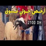 أثمنة حولي خرافية في سوق  \ud83d\ude33