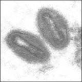 Affenpocken/Monkeypox / جدري القردة Die Affenpocken (auch: Affenpockenkrankheit) sind eine Erkrankung die durch das Affenpockenvirus (offiziell Monkeypox virus, MPV, veraltet Orthopoxvirus simiae)