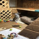 Valentino is a loving, adult Chinchilla from #Baltimore, MD.