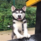 Happy news!!! Beautiful Apache in Manchester has been reserved!! He's been waiting so long, I really hope this turns into a forever adoption.  \ud83d\ude00 \ud83d\ude00 \ud83d\ude00 \ud83d\ude00 \ud83d\ude00 \ud83d\ude00 \ud83d\ude00 \ud83d\ude00 \ud