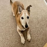 URGENT, please retweet to help Bertie find a home #BASILDON #ESSEX #UK   Aged 12.5! Looking for a quiet adult home as the only pet. He's a spritely, typical little Terrier that deserves to be in a loving home   DETAILS or APPLY  #dogs