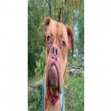 Please retweet to help Nelly find a home #CHESHIRE #UK  Aged 2, #DogueDeBordeaux, no history available but she is very nervous.  She needs a loving adult home as the only pet.   DETAILS or APPLY   #dogs #pets&nbsp;#AdoptDontShop #DogsofTwittter