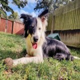 Please retweet to help Baxter find a home #WESTMIDLANDS #UK   Border Collie aged 2-5, looking for a quiet, rural, adult home to go on with training and build confidence.  He may be able to live with another playful dog  DETAILS or APPLY  #Collie #dog