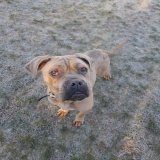 Please retweet to help Blossom find a home #BIRMINGHAM #UK   Sweet Mastiff aged 3, found as a stray. She is nervous and has separation anxiety. She is looking for an adult home where she can live with another dog to help build her confidence  DETAILS