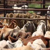 Happy #AgDayAU   Amelia Barr&rsquo;s poem, The #Farmer  The farmer&rsquo;s trade is one of worth; He&rsquo;s partner with the sky &amp; earth He&rsquo;s partner with the sun &amp; rain And no man loses for his gain And men may rise, or men may fall B
