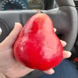 #AgDayAU  I work with farmers &amp; some I get to know &amp; grow common interests with.  Like a love of heritage fruit.  In 2014 a farmer who had land beside our railway line project gave me pears off an old tree planted by her gfather when that rai