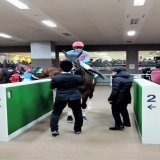 こちらは根岸Ｓ２着のギルデッドミラー  武蔵野Ｓで負かした相手に雪辱される形にはなりましたが、こちらも最後は素晴らしい脚でした  #根岸ステークス  #ギルデッドミラー