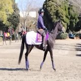 どうやら日経賞でタイトルホルダーVSアスクビクターモアの菊花賞馬対決が実現するようだ  #日経賞 #タイトルホルダー #アスクビクターモア #新旧菊花賞馬