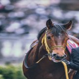 期待を背負って... 2023/3/5 中山競馬場 #ワンダイレクト #弥生賞