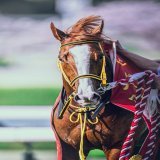 この瞬間をどれ程待ち望んだか... 最高だったよ... 2023/4/2 阪神競馬場 #ジャックドール #大阪杯
