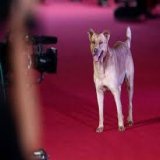 #AlfombraRoja  Lo que realmente todos esperamos.  #Nochecero