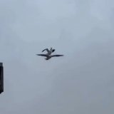 "Причиной крушения Су-34 в Ейске стало попадание двух чаек в двигатель". Тим часом бойові чайки Азову&hellip;