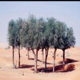#رمضانك_اجمل_مع  تعاون اهل البيت من اولاد وبنات وزوج مع ربة البيت الزوجة او الأم اذا كانت بصحة جيدة يغنيها عن العاملة واهل البيت اصحاء سعداء بالراحة بعد العمل ويمكن للأب تقديم مايدفعه للعاملة لبناته واولاده وزوجته.(تتلاحم الاشجار فتصبح واحة) #حزب_الي