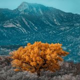 A pop of yellow in Eastern Colorado (2440x3663) [OC] - Author: Racemepls on Reddit - #travel #photography #travelphotography #nature #photooftheday