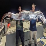 Two fishermen in Australia caught this bizarre looking fish...  What fish is this?