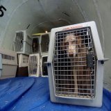 So with all these people stranded and all this luggage being lost, WHAT ABOUT THE PETS   #SouthwestAirlines #Flying #FlyingToday #TravelTips #Pets #Dogs #Cats