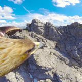 A mini-cam hooked on to this magnificent bird allows us to literally get a &lsquo;bird&rsquo;s eye view.&rsquo; I find it useful to start a week by trying to always start with the big picture instead of getting bogged down in the nitty-gritty right a