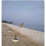 Mi perro despu&eacute;s que se comi&oacute; mi libro de filosof&iacute;a