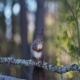 Happy Saturday , im in Sande Vestfold and visit my best friend Heidi . This beautiful little squirrelgirls name is Nurket   Sande  Norway 4/3 2023   @ThePhotoHour  #squirrel  #spring