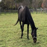 チケゾー...去年会いに行った時はずっと草食べててこれからも長生きするんだなって思ってたのに... ご冥福をお祈りします