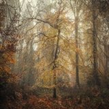 GM all and another slice of autumn from Barnes's Grove, Buckinghamshire! #Trees #TreeClub #Nature #Autumn @ThePhotoHour @OPOTY