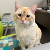After fathering one too many kittens, Nick Cannon is available for adoption!  He&rsquo;s 3 years old and weighs 14 lbs.   Nick's adoption fee is waived, and luckily, he will be neutered before he goes to his forever home. This will prevent any future