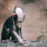 \u2668\ufe0fНачни этот день (семьи) вместе с очаровательным детёнышем бабуина. \ud83d\ude0e