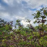 Cloudy mild morning ,waiting for the sun