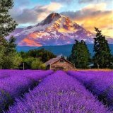 Good morning. Lavender Field. Mount Hood,Oregon- USA #NaturePhotography .