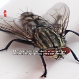 Une vid&eacute;o qui fait mouche  Avec @28minutes