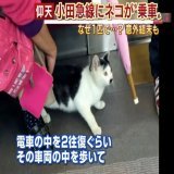 なお、小田急線にはにゃんこが乗った事もあります
