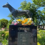 Memorial for the mighty Vodka, with offerings from Derby day fans.   #ウオッカ #競馬 #日本ダービー #東京優駿