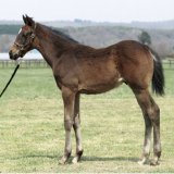 Japan's leading Arc contender Titleholder (Duramente x Mowen) as a foal in 2018.  #タイトルホルダー #ドゥラメンテ #凱旋門賞 #QPAT