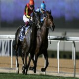 "When he came back in the Tenno Sho, he wasn&rsquo;t 100 per cent ready so I think he will improve from that race into the Japan Cup.&rdquo; @CristianDemuro on his Japan Cup hope Shahryar. #シャフリヤール #ジャパンカップ  #クリスチャン・デムロ