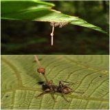 Ophiocordyceps unilateralis,known as cordyceps or zombie-ant fungus, infects insects such as ants or spiders. As a parasite, cordyceps drains its host completely of nutrients before filling its body with spores that will let the fungus reproduce. #Th