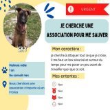 RECHERCHE ASSOCIATION   Recherche urgente asso pour un Malinois m&acirc;le d&rsquo;1 an. Il ne conna&icirc;t rien de la vie mis &agrave; part les barreaux de sa cage (il y vit 24h/24).  Besoin de se poser, au calme, dans un box s&eacute;curis&eacute;
