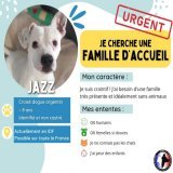 RECHERCHE FAMILLE D'ACCUEIL URGENT POUR JAZZ   Ile-de-France, possible dans toute la France avec un covoiturage  X dogue argentin m&acirc;le   Humains, femelles  Chats, enfants, m&acirc;les  Famille avec tr&egrave;s peu d&rsquo;absences, besoin de ca