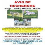 AVIS DE RECHERCHE CHIEN   Neige a #disparue le 09/11/22 &agrave; St Cl&eacute;ment des Lev&eacute;es. Vue pour la derni&egrave;re fois &agrave; Beaufort en Vall&eacute;e 49  Femelle #Husky Sib&eacute;rien puc&eacute;e, hurle (bruit du loup)   Si vous